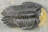Spiny Comura Trilobite With Hollardops - Ofaten, Morocco #254070-3